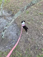 Lucy , a female Toy Australian Shepherd for sale in St. Petersburg, FL – Photo 3 of 3
