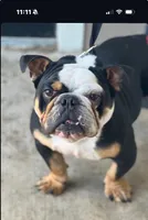 Tank, a male English Bulldog for sale in San Antonio, TX – Photo 2 of 3