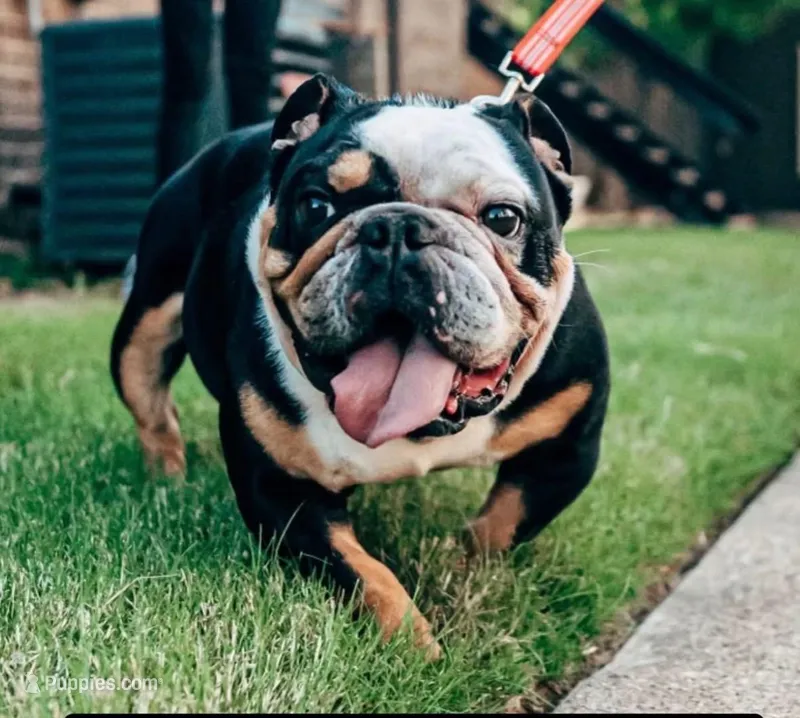 Tank – English Bulldog puppy for sale in San Antonio, TX