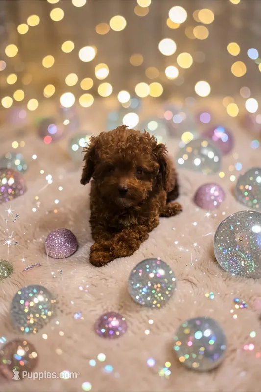 AKC Teacup Patriot 1.6# – Poodle - Toy  puppy for sale in Hampstead, NC