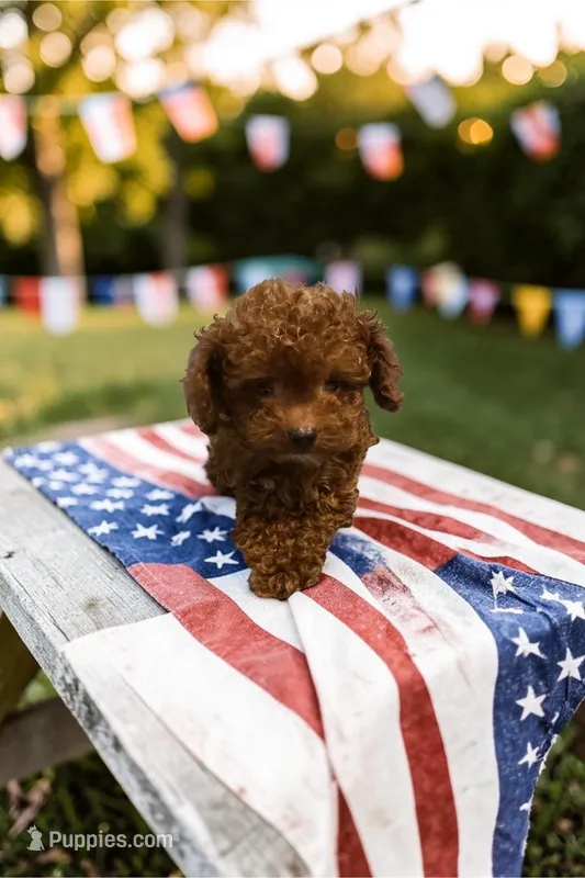 AKC Teacup Patriot 1.3# – Poodle - Toy  puppy for sale in Hampstead, NC