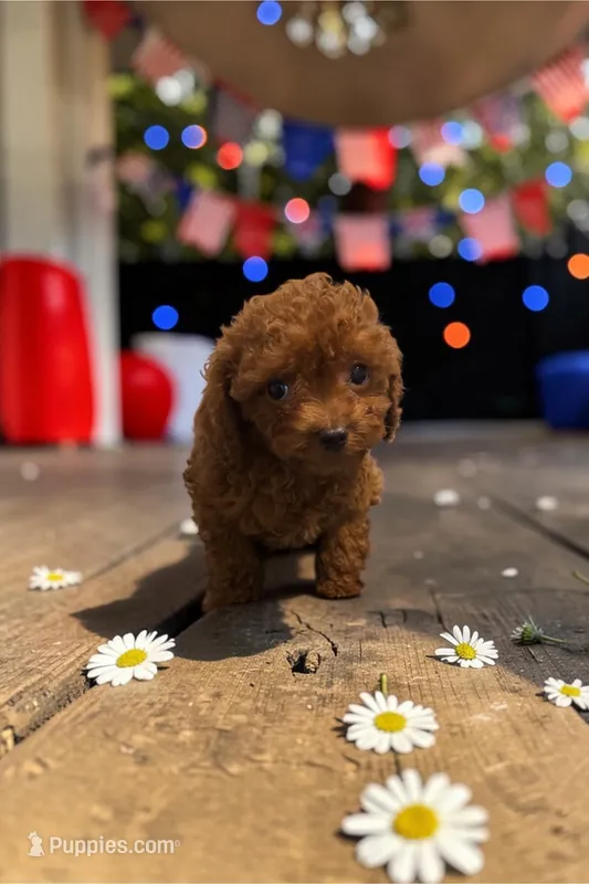 America (toy) – Cavapoo, Poodle - Toy  puppy for sale in Hampstead, NC