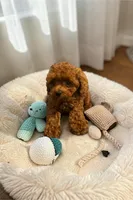 Teacup Freedom, a male Cavapoo and Poodle - Toy  for sale in Hampstead, NC – 2 of 5