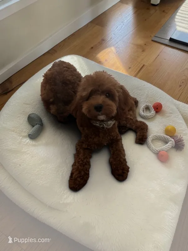 AKC August – Poodle - Toy  puppy for sale in Hampstead, NC