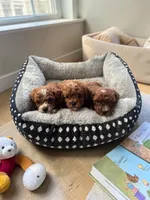 Teacup Gizmo, a male Maltipoo for sale in Hampstead, NC – 2 of 2