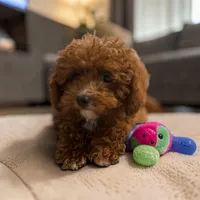 Teacup Gizmo 2.3#, a male Maltipoo for sale in Hampstead, NC – 1 of 6