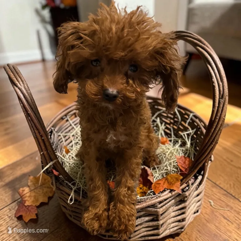 AKC Teacup Patriot 2# – Poodle - Toy  puppy for sale in Hampstead, NC