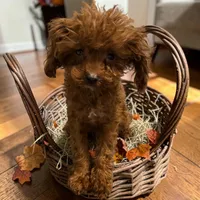 AKC Teacup Patriot 2#, a male Poodle - Toy  for sale in Hampstead, NC – 1 of 8