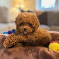 Teacup Jupiter 2.4#, a male Maltipoo for sale in Hampstead, NC – 2 of 5