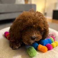 Teacup Gizmo 2.3#, a male Maltipoo for sale in Hampstead, NC – 2 of 6