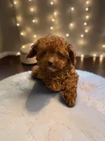 AKC Teacup Patriot 1.6#, a male Poodle - Toy  for sale in Hampstead, NC – 2 of 6