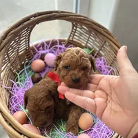 AKC Teacup Peanut, a male Poodle - Toy  for sale in Hampstead, NC – Photo 2 of 3