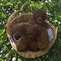 AKC Teacup Peanut, a male Poodle - Toy  for sale in Hampstead, NC – Photo 3 of 3