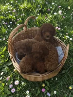 AKC Peanut, a male Poodle - Toy  for sale in Hampstead, NC – Photo 2 of 2