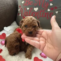 AKC Peanut, a male Poodle - Toy  for sale in Hampstead, NC – Photo 1 of 2