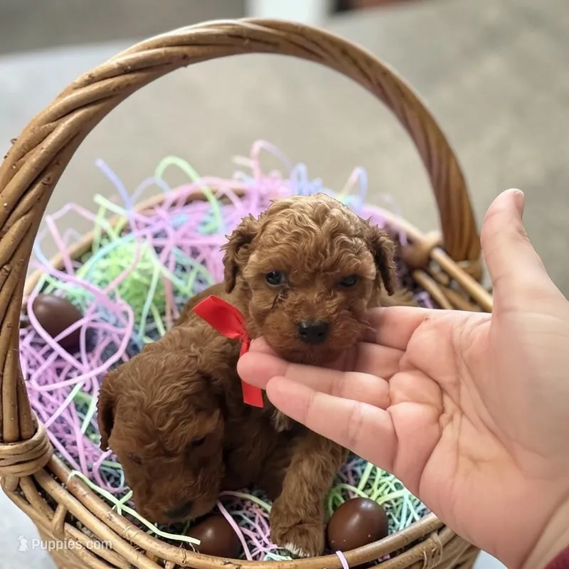 AKC Teacup Peanut – Poodle - Toy  puppy for sale in Hampstead, NC
