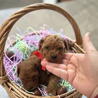 AKC Teacup Peanut, a male Poodle - Toy  for sale in Hampstead, NC – Photo 1 of 3