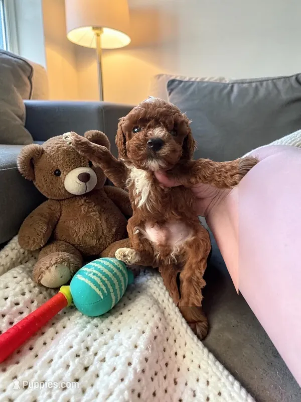 Teacup Gizmo – Maltipoo puppy for sale in Hampstead, NC