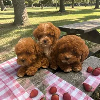 Teacup Cosmo 1.5#, a male Maltipoo for sale in Hampstead, NC – 3 of 5