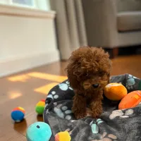 Teacup Freedom 3#, a male Cavapoo and Poodle - Toy  for sale in Hampstead, NC – 1 of 5
