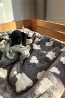Silky, a male Poodle - Toy  for sale in Hampstead, NC – 2 of 3