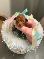 AKC Micro Teacup 2-3#, a male Poodle - Toy  for sale in Hampstead, NC – Photo 1 of 2