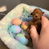 AKC Micro Teacup 2-3#, a male Poodle - Toy  for sale in Hampstead, NC – Photo 2 of 2