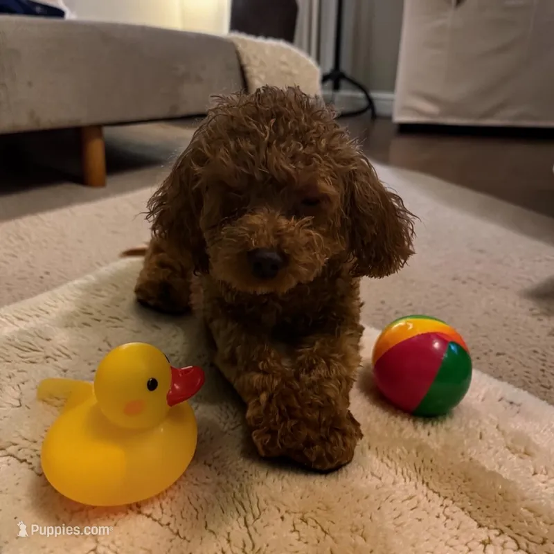AKC Irish – Poodle - Toy  puppy on hold in Hampstead, NC