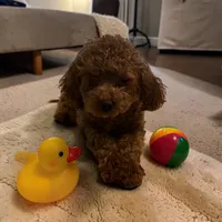 AKC Irish, a male Poodle - Toy  for sale in Hampstead, NC – 1 of 4
