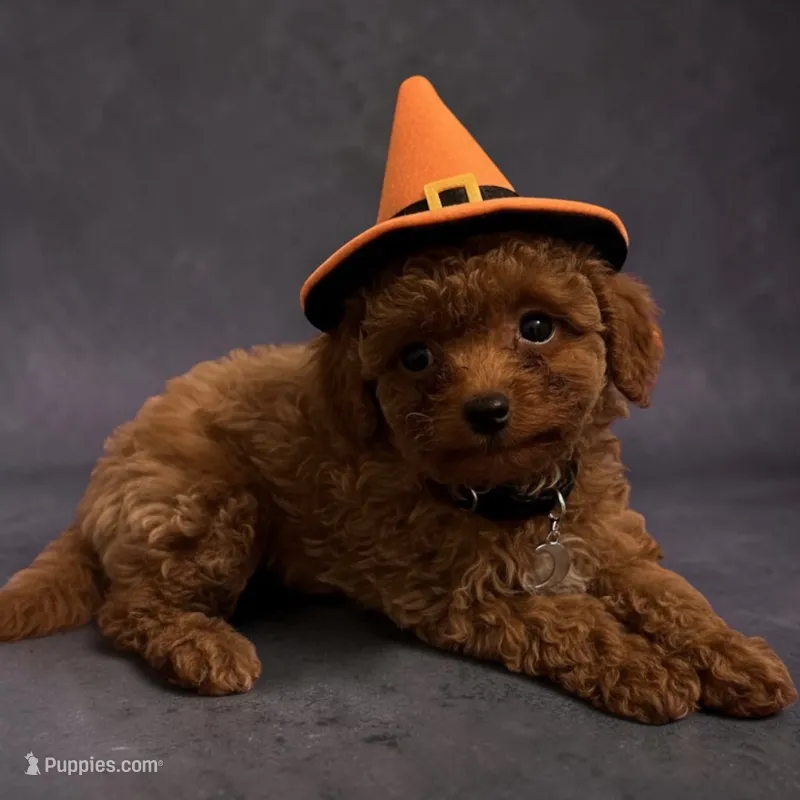 Pumpkin – Poodle - Toy  puppy for sale in Hampstead, NC