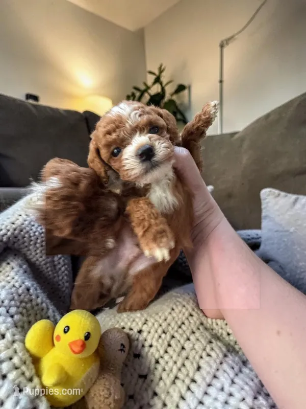 Teacup Cosmo – Maltipoo puppy for sale in Hampstead, NC