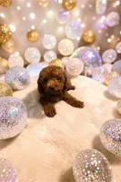 Teacup Freedom, a male Cavapoo and Poodle - Toy  for sale in Hampstead, NC – 3 of 5