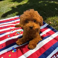 AKC Liam, a male Poodle - Toy  for sale in Hampstead, NC – 3 of 3