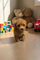 Teacup Scout, a male Poodle - Toy  for sale in Hampstead, NC – 2 of 4