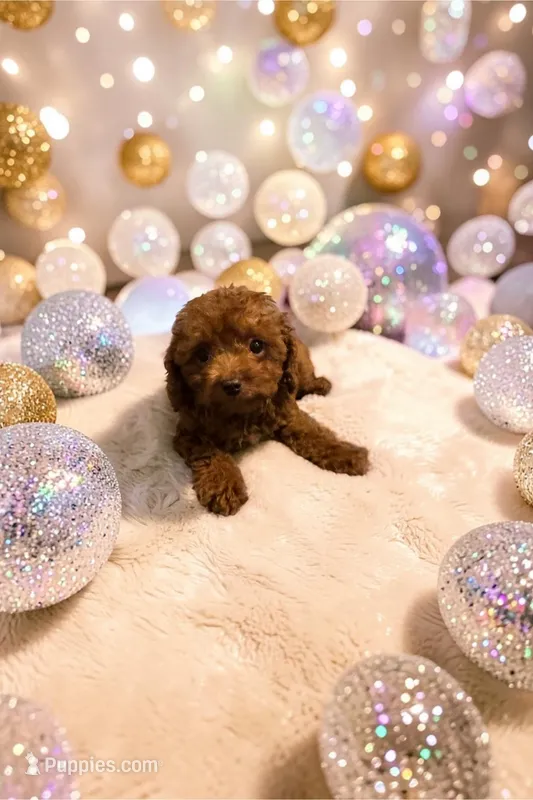 America (toy) – Cavapoo, Poodle - Toy  puppy for sale in Hampstead, NC