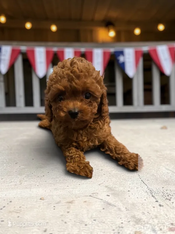 Teacup Freedom – Cavapoo, Poodle - Toy  puppy for sale in Hampstead, NC
