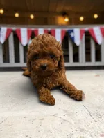 Teacup Freedom, a male Cavapoo and Poodle - Toy  for sale in Hampstead, NC – 4 of 5