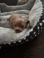 AKC River, a male Poodle - Toy  for sale in Hampstead, NC – 2 of 4