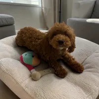 AKC Finn 8#, a male Poodle - Toy  for sale in Hampstead, NC – 1 of 4