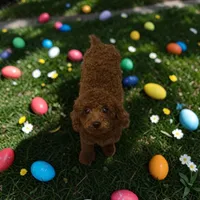 AKC Romeo (Romie), a male Poodle - Toy  for sale in Hampstead, NC – Photo 3 of 5