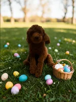 AKC Romeo (Romie), a male Poodle - Toy  for sale in Hampstead, NC – Photo 1 of 5