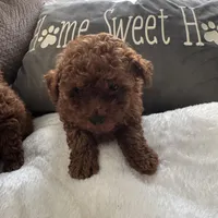 AKC Romeo (Romie), a male Poodle - Toy  for sale in Hampstead, NC – Photo 5 of 5