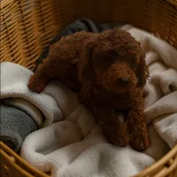 AKC Romeo (Romie), a male Poodle - Toy  for sale in Hampstead, NC – Photo 2 of 5