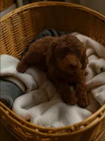 AKC Romeo (Romie), a male Poodle - Toy  for sale in Hampstead, NC – Photo 2 of 5