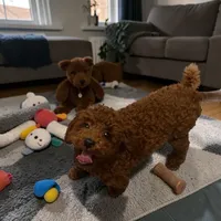 AKC Romeo (Romie), a male Poodle - Toy  for sale in Hampstead, NC – Photo 4 of 5