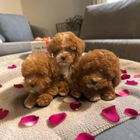 Teacup Gizmo 1.8#, a male Maltipoo for sale in Hampstead, NC – 2 of 5