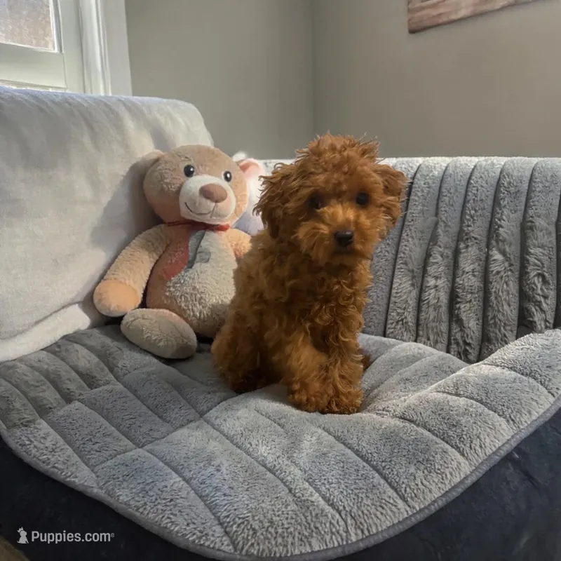 AKC Teacup Liam – Poodle - Toy  puppy for sale in Hampstead, NC
