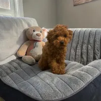 AKC Teacup Liam, a male Poodle - Toy  for sale in Hampstead, NC – 1 of 4