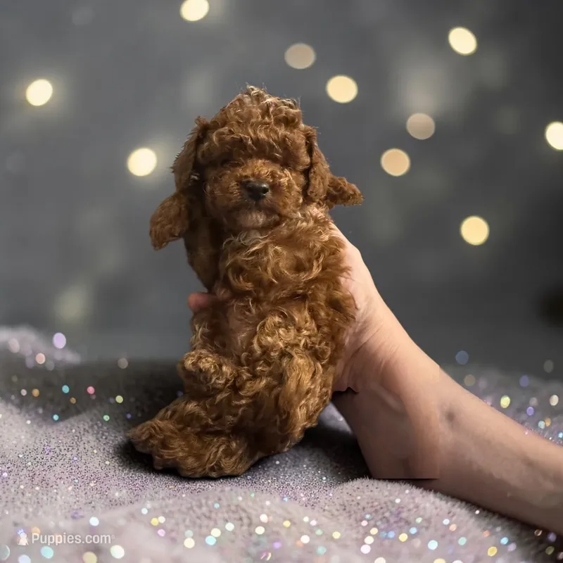 AKC Emma DRM1 – Poodle - Toy  puppy for sale in Hampstead, NC