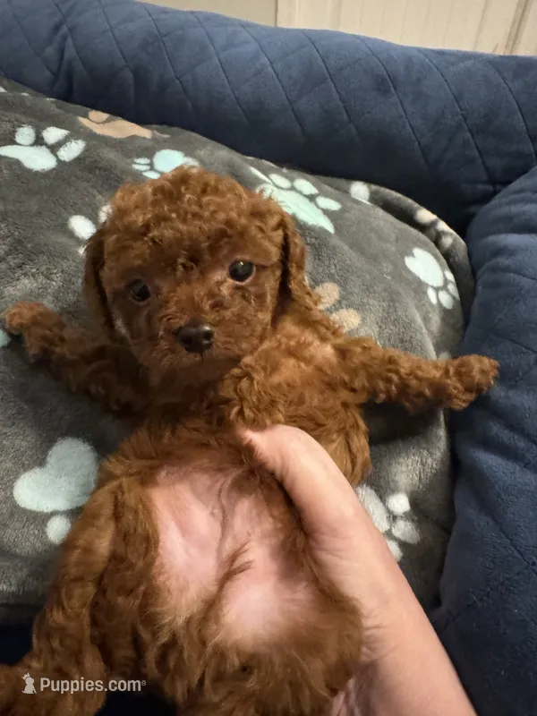Teacup America – Cavapoo puppy for sale in Hampstead, NC